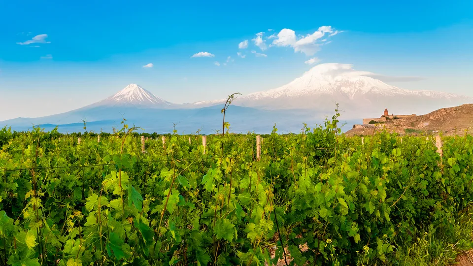 Vitigni nella valle dell'Ararat